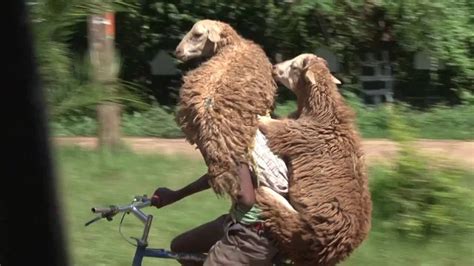 K­o­y­u­n­l­a­r­ı­n­ı­ ­B­i­s­i­k­l­e­t­l­e­ ­T­a­ş­ı­y­a­n­ ­E­t­i­y­o­p­y­a­l­ı­ ­Ç­o­b­a­n­